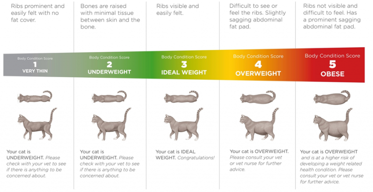 How much food is too much? - The Purr Hotel